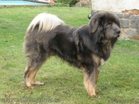 Тибетский мастиф щенки с  родословной  2013/2014 - Изображение #1, Объявление #997630