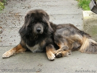 Тибетский мастиф щенки с  родословной  2013/2014 - Изображение #7, Объявление #997630