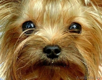 Вязка йоркширского терьера супер мини 1400гр - Изображение #7, Объявление #986141