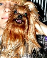 Йоркширский терьер на вязку - Изображение #2, Объявление #998696