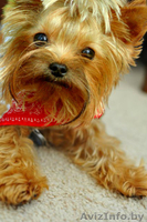 Вязка йоркширского терьера супер мини 1400гр - Изображение #5, Объявление #986141