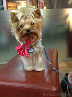 Вязка йоркширского терьера супер мини 1400гр - Изображение #6, Объявление #986141