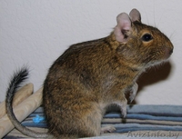 Песчаные белки Дегу - Изображение #1, Объявление #996670