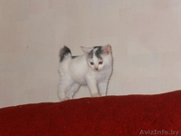 Маленькое чудо ищет заботливых хозяев - Изображение #4, Объявление #986960