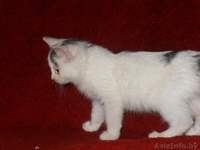 Маленькое чудо ищет заботливых хозяев - Изображение #1, Объявление #986960