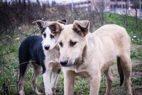 Подростки для ОХРАНЫ для жизни в деревне или частном секторе В ДАР! - Изображение #1, Объявление #997299