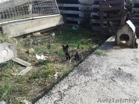 Черырехмесячные щенки мелких родителей в дар - Изображение #5, Объявление #992282