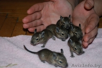 Песчаные белки Дегу - Изображение #3, Объявление #996670