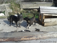 Черырехмесячные щенки мелких родителей в дар - Изображение #3, Объявление #992282