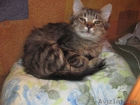 Алиса, кошечка-подросток в дар - Изображение #1, Объявление #987408