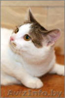 Отдам в хорошие руки очаровательную кошечку - Изображение #2, Объявление #1001067