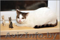 Отдам в хорошие руки очаровательную кошечку - Изображение #1, Объявление #1001067