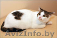 Отдам в хорошие руки очаровательную кошечку - Изображение #4, Объявление #1001067