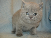 Шотландские Вислоухие котята-окрас-Полосатое чудо \"Вискас\",Голубой,Чёрный. - Изображение #3, Объявление #985916