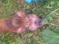 мини-пиги(карликовые поросята)абрикосового окраса продаю - Изображение #3, Объявление #1003113