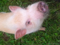 мини-пиги(карликовые поросята)абрикосового окраса продаю - Изображение #2, Объявление #1003113