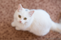 Кошка белая ангорка в дар 5 мес - Изображение #3, Объявление #1007605