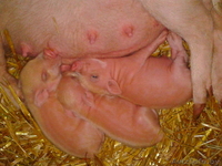 мини-пиги(карликовые поросята)абрикосового окраса продаю - Изображение #4, Объявление #1003113