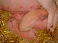 мини-пиги(карликовые поросята)абрикосового окраса продаю - Изображение #10, Объявление #1003113