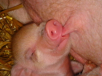 мини-пиги(карликовые поросята)абрикосового окраса продаю - Изображение #1, Объявление #1003113