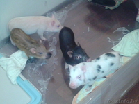 мини-пиги(карликовые поросята)абрикосового окраса продаю - Изображение #9, Объявление #1003113