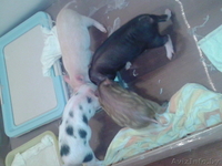 мини-пиги(карликовые поросята)абрикосового окраса продаю - Изображение #7, Объявление #1003113