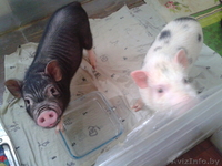 мини-пиги(карликовые поросята)абрикосового окраса продаю - Изображение #8, Объявление #1003113