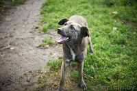 В дар!Тэбби очень хочет найти любящий дом! - Изображение #2, Объявление #1013633