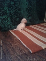 Щеночки Китайской Хохлатой собачки ищут друзей!!! - Изображение #5, Объявление #1007695