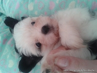 Щеночки Китайской Хохлатой собачки ищут друзей!!! - Изображение #4, Объявление #1007695