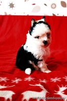 Щеночки Китайской Хохлатой собачки ищут друзей!!! - Изображение #3, Объявление #1007695