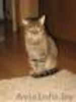 СОС!!! почти обретший надежду котик может снова оказаться на улице=(  - Изображение #5, Объявление #1012340