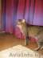 СОС!!! почти обретший надежду котик может снова оказаться на улице=(  - Изображение #4, Объявление #1012340