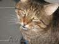СОС!!! почти обретший надежду котик может снова оказаться на улице=(  - Изображение #3, Объявление #1012340