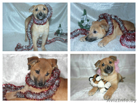 Рыжий маленький лисёнок в дар! - Изображение #3, Объявление #1008820