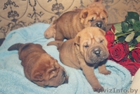 Лучшие щенки шарпея уже ищут новый дом и заботливых хозяев. - Изображение #3, Объявление #1008162