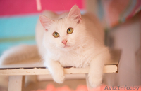 Кошка белая ангорка в дар 5 мес - Изображение #2, Объявление #1007605
