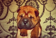 Лучшие щенки шарпея уже ищут новый дом и заботливых хозяев. - Изображение #2, Объявление #1008162