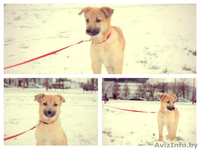 Рыжий маленький лисёнок в дар! - Изображение #1, Объявление #1008820