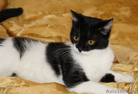 Сандра- изящная молоденькая кошечка - Изображение #2, Объявление #1001464