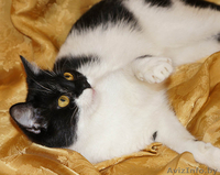 Сандра- изящная молоденькая кошечка - Изображение #4, Объявление #1001464