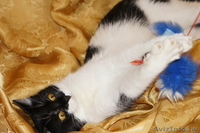 Сандра- изящная молоденькая кошечка - Изображение #6, Объявление #1001464