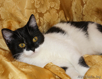 Сандра- изящная молоденькая кошечка - Изображение #5, Объявление #1001464