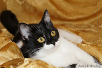 Сандра- изящная молоденькая кошечка - Изображение #1, Объявление #1001464