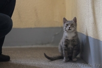 SOS!!!ОЧЕНЬ СРОЧНО!Нужна передержка(МОЖНО ПЛАТНАЯ!) хотя бы до понедельника - Изображение #3, Объявление #1013958