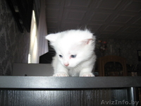 Отдам котят в добрые руки 3 - Изображение #1, Объявление #1008190