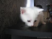 Отдам котят в добрые руки 3 - Изображение #2, Объявление #1008190