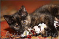 Чери - маленькая черепашка - Изображение #3, Объявление #1008101