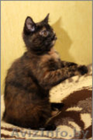 Чери - маленькая черепашка - Изображение #2, Объявление #1008101