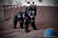 Щеночки Китайской Хохлатой собачки ищут друзей!!! - Изображение #1, Объявление #1007695